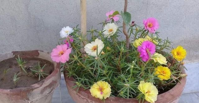 绣球花|这几种花这时候扦插最合适,不怕热生根快,今年不行动还要等明年