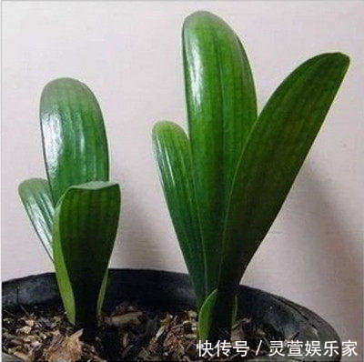 寓意|昂贵的盆栽别再买,看几种绿植,容易成活美观养眼