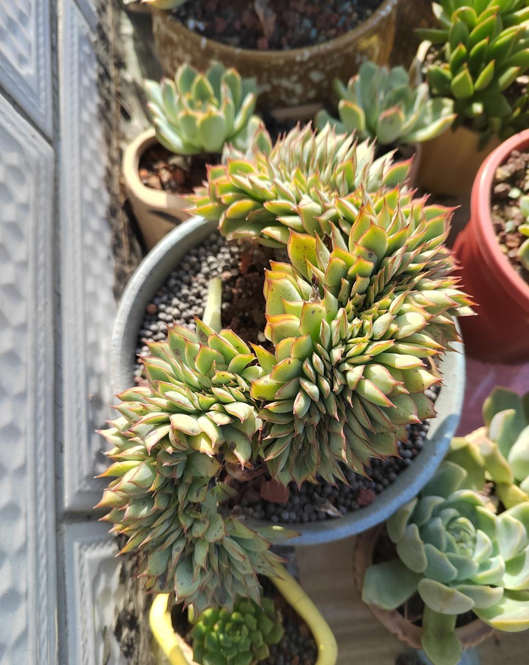 这“三多肉”是缀化小能手,无需掐剪,就能“密密麻麻”蹿满芽