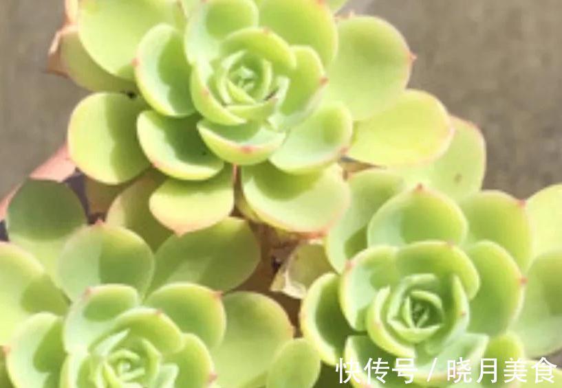 植株|多肉柠檬玫瑰太好养了吧，4个小技巧养出手捧花，颜值超级漂亮