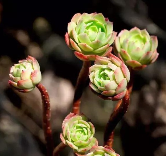 5种“高颜值”多肉，养护简单又漂亮，最适合新手养了！