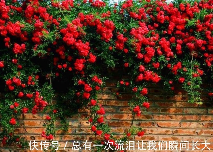 此花被称“香水之花”,旺财又旺运,开花漂亮上档次,越养越喜欢