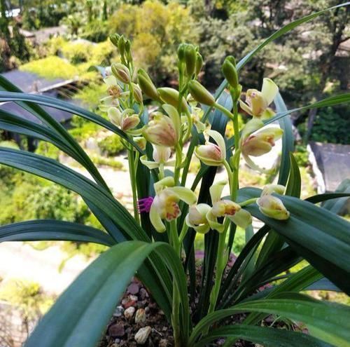 兰花长的慢不开花?这是休眠期,做好这几步,秋天一到花苞冒不停