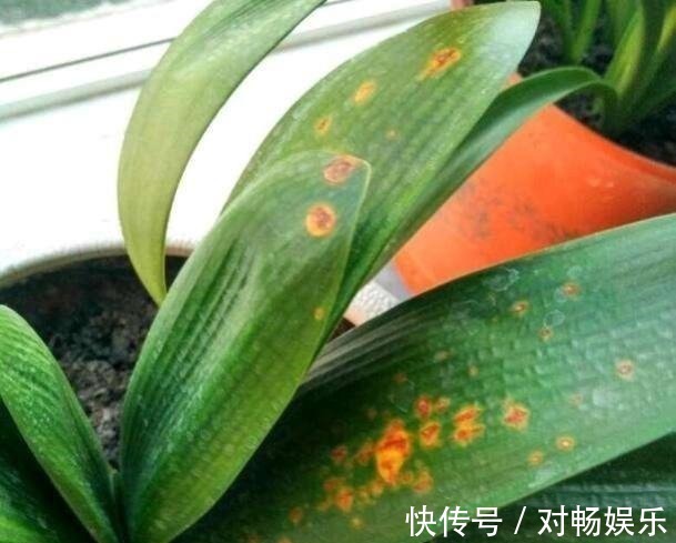 花草|这三种花再喜欢也不能夏天买,不好养难伺候,买回来就后悔