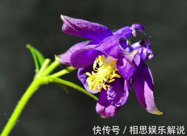 新手养花，不如养护这5款花，好养易活易爆盆，一年四季开花不断