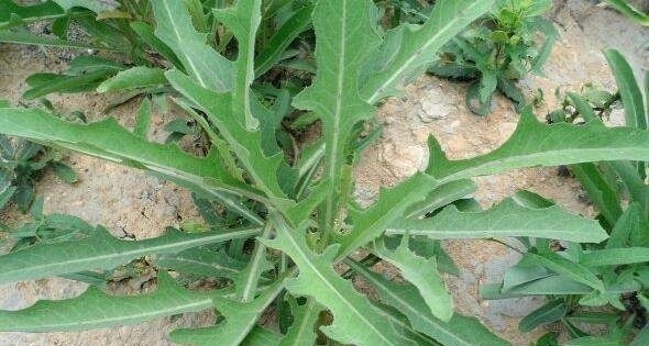 降血压|农村随处可见的野菜,降血压,补虚止咳,助消化,全家都要多吃