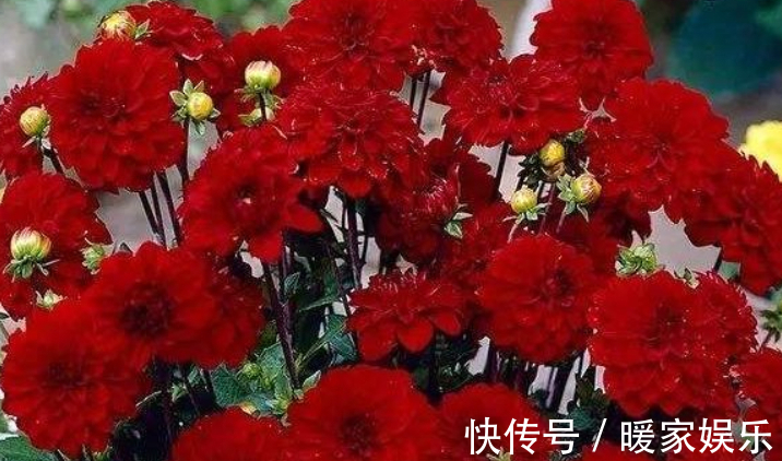 喜欢菊花,不如养盆“菊之珍品”,开花爆成花海,好养易活