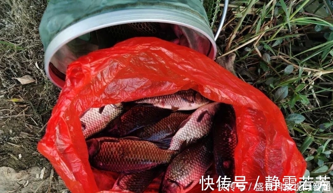 小鱼|小鱼闹窝？野钓用这几招，中钩的都是大板鲫
