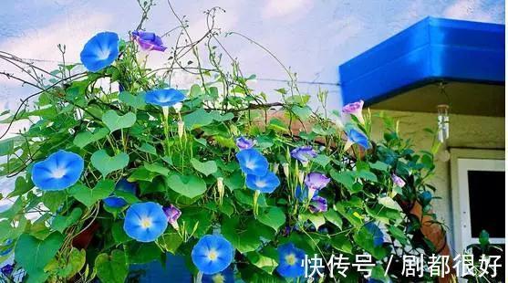 爬藤植物|花开一面墙,花落一路香,一棵爬藤植物的花海