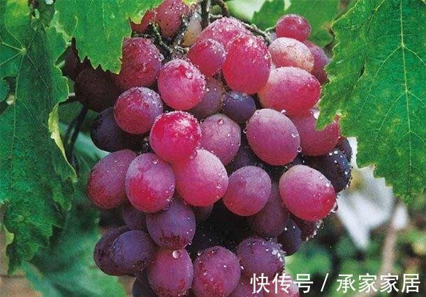 毒素|女性40岁后多吃“排毒果”，排出毒素、软化血管，美白淡斑抗皱纹