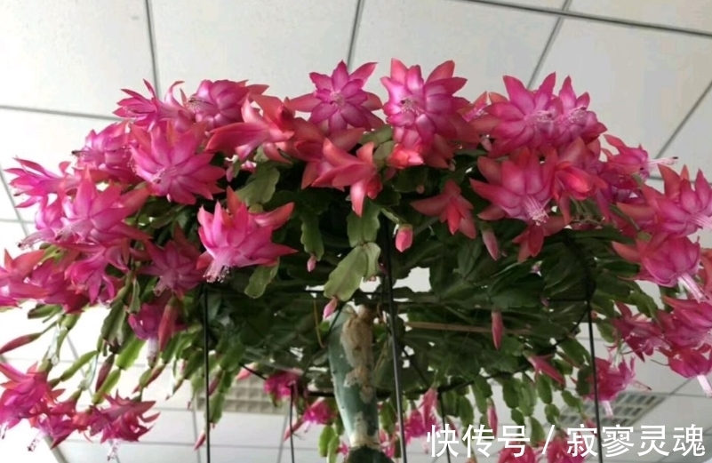 适合小盆栽种的这3样花卉，秋冬入手，正好方便春节赏花