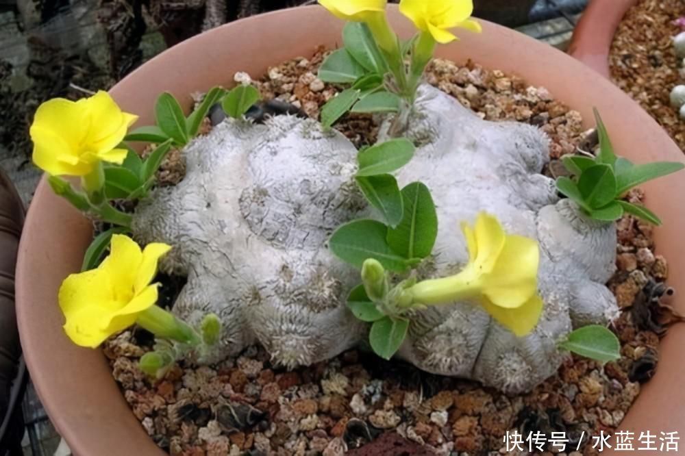 养护|4种高贵的多肉,很多人只听过名字,却没养过,直呼养不起