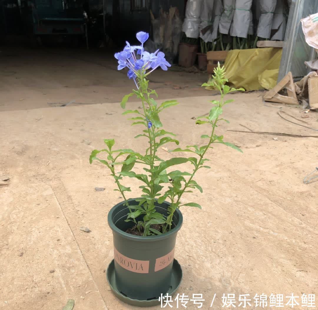 哪些花卉适合秋季盆栽,开花美、好管理?这4款首当其冲,值得