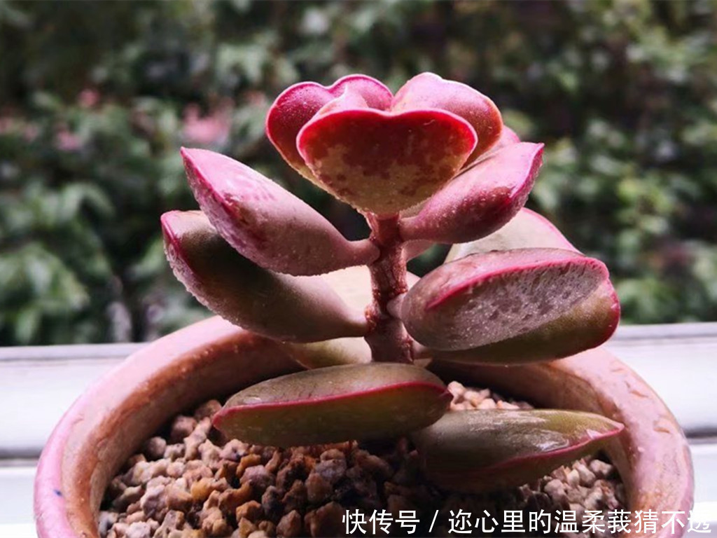 误区|养多肉经常走进的3个误区,大胆走出来,你的多肉会越来越美