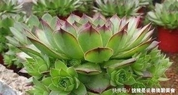 夏天|多肉观音莲，最爱“吃大饼”，一摊一大张，一个夏天都犯愁