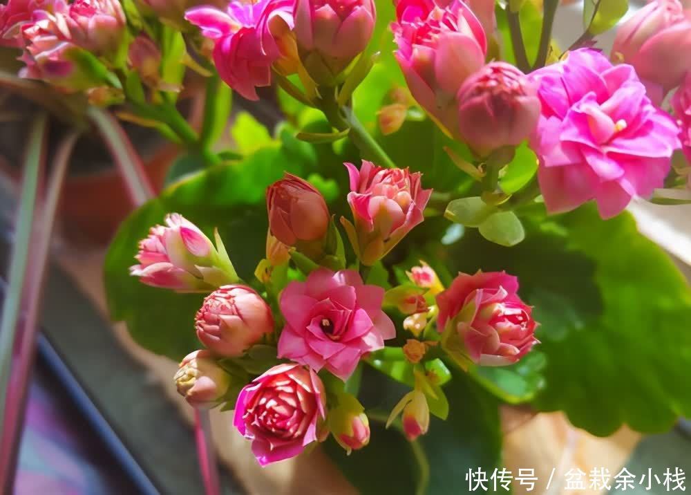 长寿花一直消苞,2个原因造成的,遇到了这样处理就好了