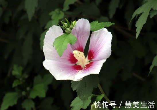 小根|65种野菜图片，带你认识不同的野菜和吃法，你想要的野菜这里都有