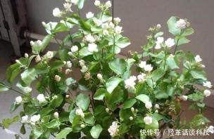 没人要的小东西,可是养花宝贝,捡一点掺盆里,全年不用施肥