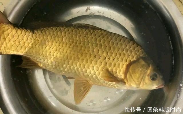 水域|鲫鱼，不受欢迎的原因有这三点，你知道吗