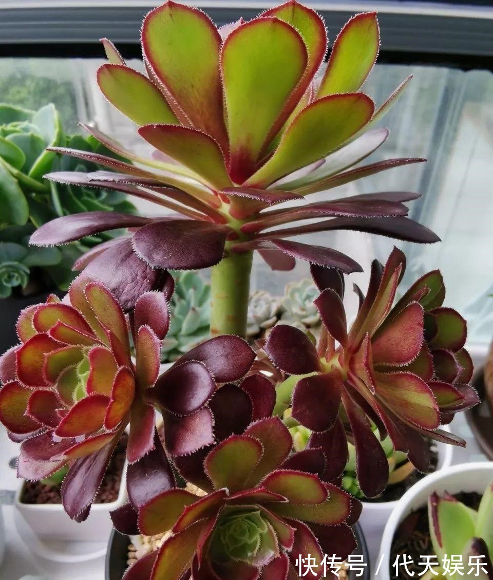 多肉就得懒人养,水越少越不管,呼呼爆出一大盆!