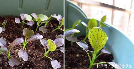 特别|阳台种菜就种它，一个月就能上桌，比小白菜更美味更美貌