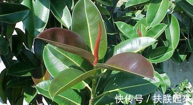 橡皮树有4个“养护要点”,春天回暖赶紧做,叶子又厚又亮