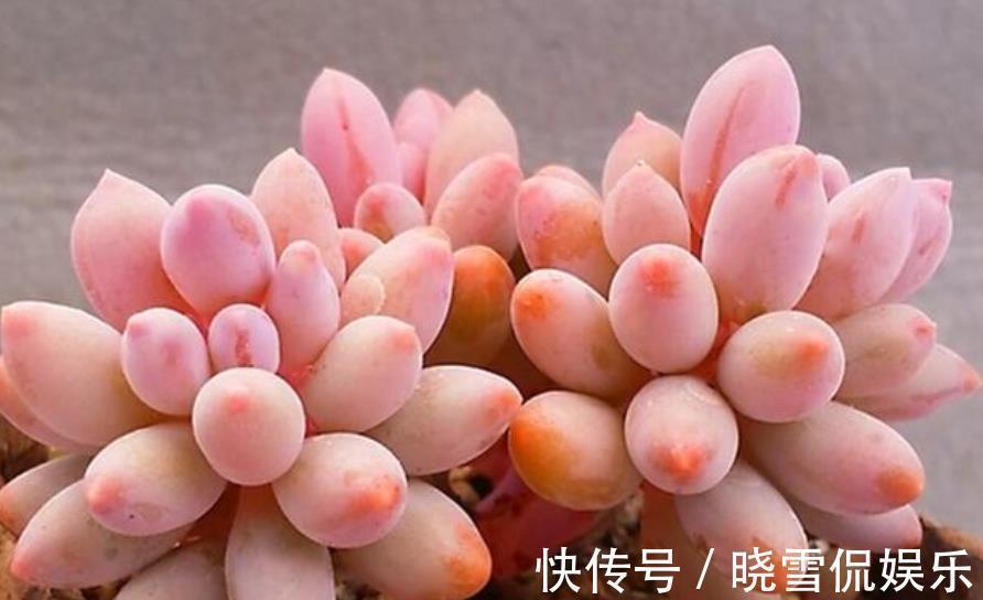 玉蝶|公认难养的8种多肉，爱生病长不好，新手别轻易尝试，白费了