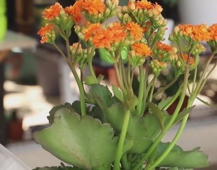 有限|长寿花生长条件有限,学会这2招,照样养得花团锦簇