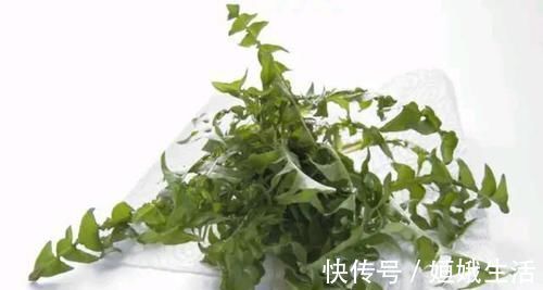 泡水|蒲公英的叶子、根茎、花泡水喝，作用是否相同？日常牢记两不喝！