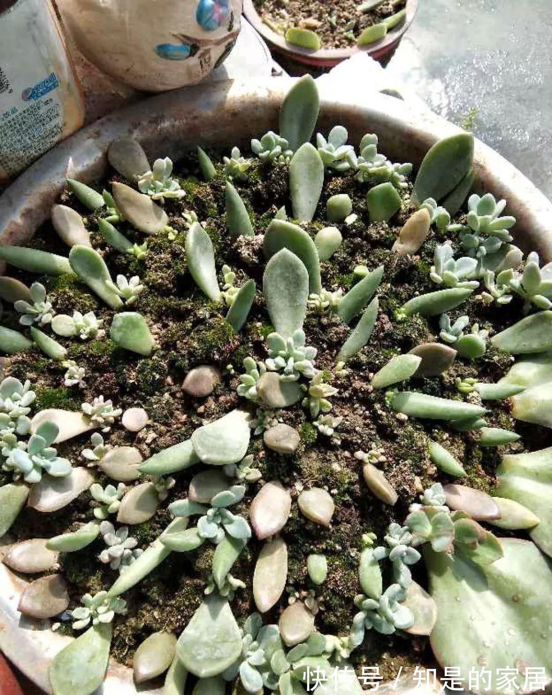 给花赶紧摘叶子,掐光后别浇水,立马又冒10个芽