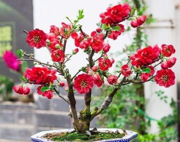 4种花养在家里，一整年都有好运气，开起花来“拦”不住