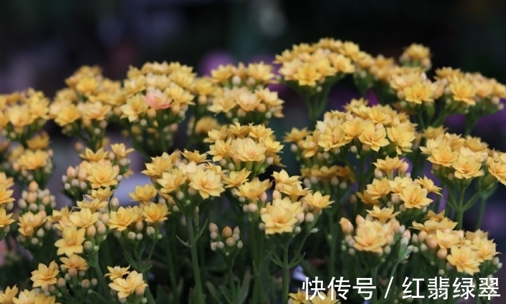 长寿花有“4喜4怕”,把它记到脑袋里,爆盆开花很容易!