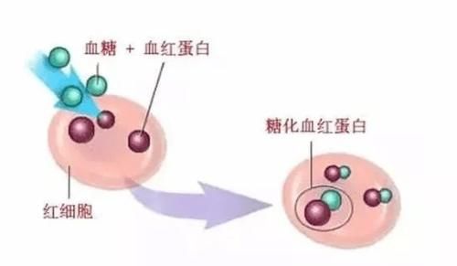 有关糖化血红蛋白，这几个问题你要清楚