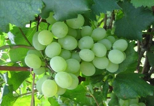 油桃|想长寿要会吃，3种食物不错过，美容养颜，越吃越年轻！