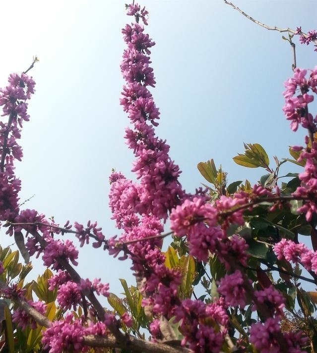 紫荆花树|紫荆花早春叶前开放，无论枝、干布满紫色花朵，艳丽可爱