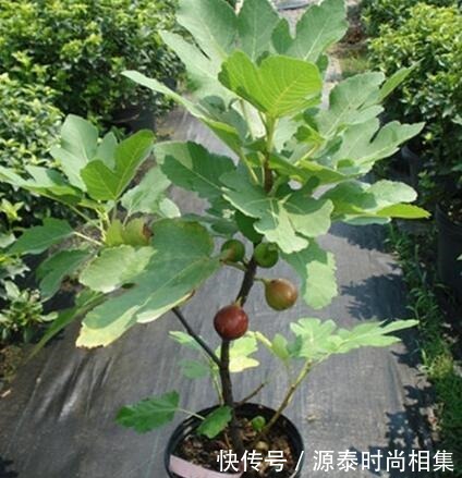 一盆能卖几十块,甚至上百元!果树另类种法巧赚钱!