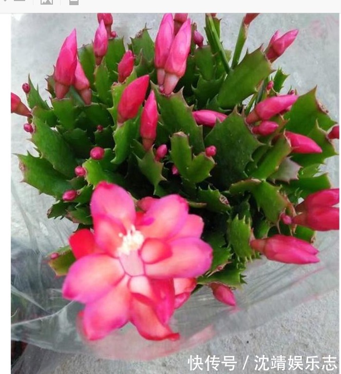 蟹爪兰|蟹爪兰修剪有“3期”，把好关，花苞多，开花非常旺盛
