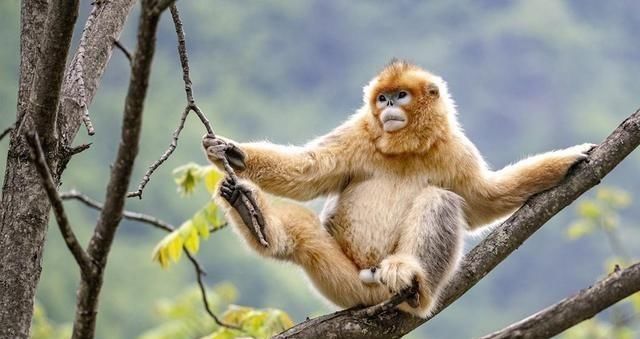 中国特有植物富宁藤|消失20年！贵州再次发现中国特有植物富宁藤，重现意味着什么？