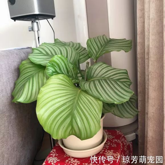 5种花不要“乱晒”,越晒叶越黄,小心晒一盆死一盆!