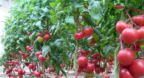 女性想要皮肤好，常吃几种食物，补血护肤，延缓衰老，早吃早好