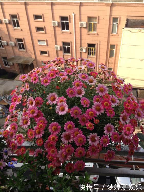 优雅|喜欢菊花,不如试试“珍稀玫瑰”卡罗拉,花色浓艳,优雅美丽