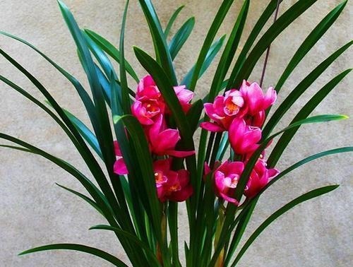 夏天兰花有4“怕”,现在避开还不晚,安全度夏叶油绿