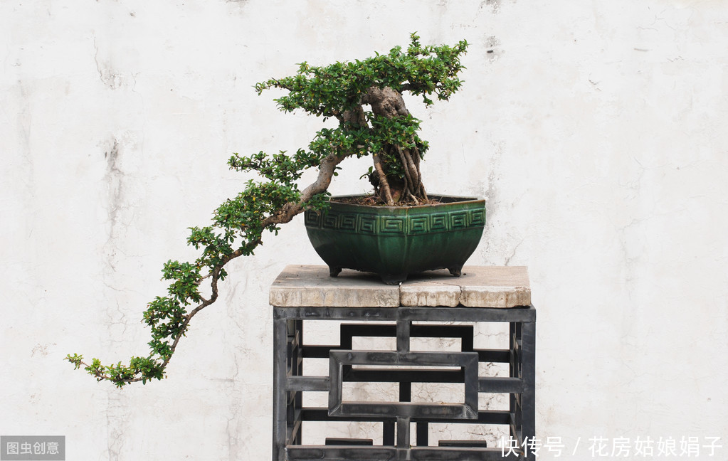 施肥|树木盆景是怎么矮化的？8个方法助你的盆景成为“活着的艺术”