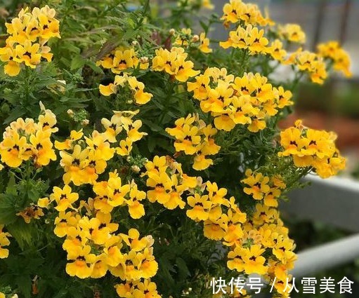 一年生|养花就养花朵大的,花开色彩艳丽,花期长,适合养在院子里,美!