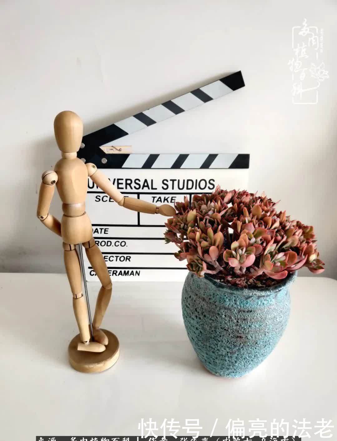 吸取教训，不断探索，英语老师的多肉碎碎念！