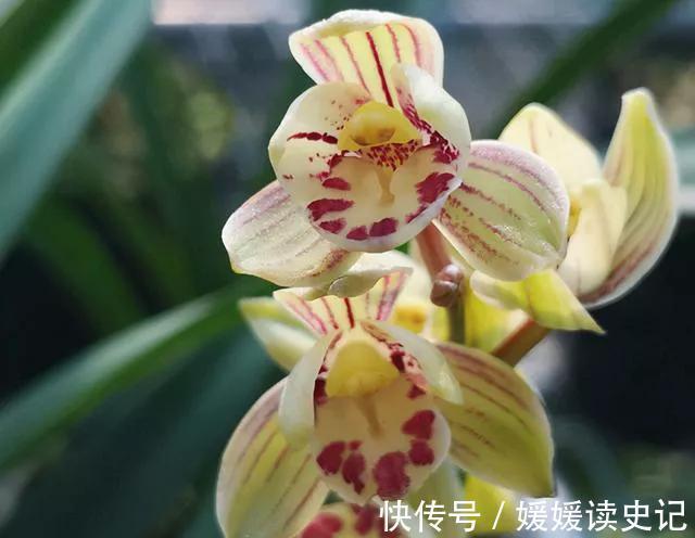 她养的兰花四季常开，艳丽又多姿，网友选对品种很重要