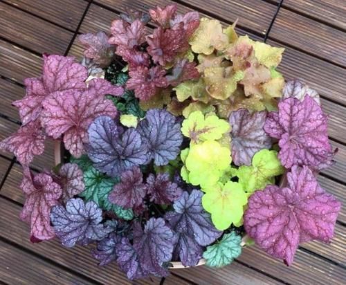 4种耐寒花,零下5度都冻不死,冬季不用搬到室内