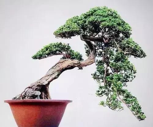 这3种盆景可以养成传家宝，再穷也要养，越老越值钱！