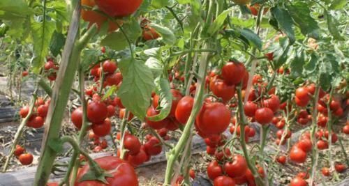 抗氧化物|血液粘稠的人，一定要吃这几种食物，助你清理血管，远离血栓