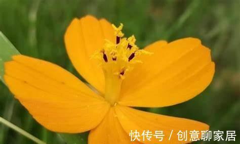 养花试试这几款,金黄光滑的花朵,美丽动人